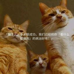 怎么都爱不够1V1猫小鱼：探讨猫小鱼的魅力与人们的情感依赖